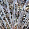 Aitokarhunvatukka Silver Fern