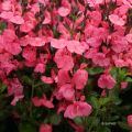 Keijunsalvia Pluenn