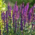 Lehtosalvia Caradonna
