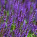 Lehtosalvia Mainacht