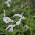 Sinisalvia White Trophy
