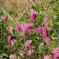 Punaluppio Pink Tanna