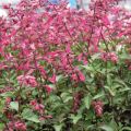Keijunsalvia Wendy's Wish