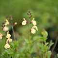 Keijunsalvia Melen