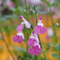 Keijunsalvia Pink Lips