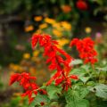Keijunsalvia Ember's Wish