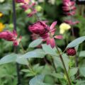 Keijunsalvia Love and Wishes