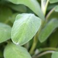 Ryytisalvia Grower's Friend taimena