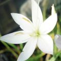 Schizostylis coccinea Alba Lis des Cafres