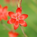 Schizostylis coccinea Major Lis des Cafres