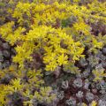 Lusikkamaksaruoho Purpureum