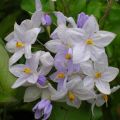 Solanum jasminoides Sininen