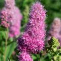 Pensasangervo - Spiraea x billiardii