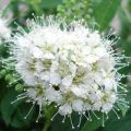 Japaninangervo Albiflora