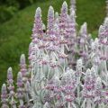 Nukkapähkämö - Stachys byzantina