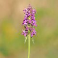 Rohtopähkämö - Stachys officinalis
