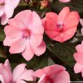 Ahkeraliisa Sunpatiens Compact Blush Pink