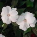 Ahkeraliisa Sunpatiens Compact Blanc