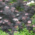 Mustaselja Black Lace
