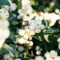 Hollanninlumimarja White Hedge