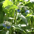 Raunioyrti - Symphytum azureum