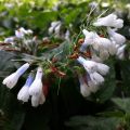 Raunioyrtti Hidcote Blue