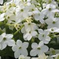 Koristetupakka Perfume F1 White