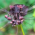 Tummaviiksikki - Tacca chantrieri