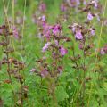 Tammiteurikka Wild Form