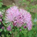 Lehtoängelmä - Thalictrum aquilegifolium