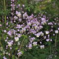 Jaloängelmä - Thalictrum delavayi
