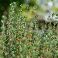 Tarha-ajuruoho (timjami) de Provence