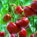 Häränsydäntomaatti Gourmandia F1 taimena