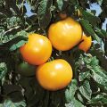 Tomaatti Lemon Boy F1