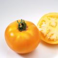 Pihvitomaatti Lemon Boy F1 taimena