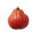 Häränsydäntomaatti Liguria