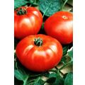 Pihvitomaatti Marmande