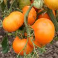 Pihvitomaatti Orange Queen luomu - Ferme de Sainte Marthe