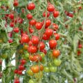 Kirsikkatomaatti Supersweet 100