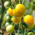Kirsikkatomaatti Cherry Yellow taimena