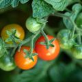Kirsikkatomaatti - Solanum lycopersicum