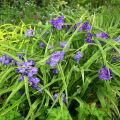Tarhajuoru Zwanenburg Blue