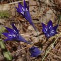 Sinitriteleia Corrina