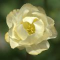 Tarhakullero Alabaster