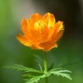 Aasiankullero - Trollius asiaticus