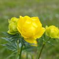 Kullero - Trollius europaeus
