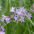 Kuvernöörinkukka - Tulbaghia violacea