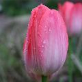 Darwinhybriditulppaani Van Eijk