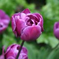 Myöhäinen kerrottu tulppaani Blue Diamond