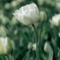 Myöhäinen kerrottu tulppaani Mount Tacoma